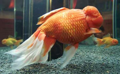 Bruce, the world's longest goldfish, swims with regular-size goldfish at Shanghai Ocean Aquarium February 3, 2003. Named after the late kungfu star Bruce Lee, the male Oranda goldfish measures 43.5 centimetres long (17.1259 inches) from snout to tail-fin end and is certified as the world's largest by the Guinness Book of World Records. REUTERS/Claro Cortes IV